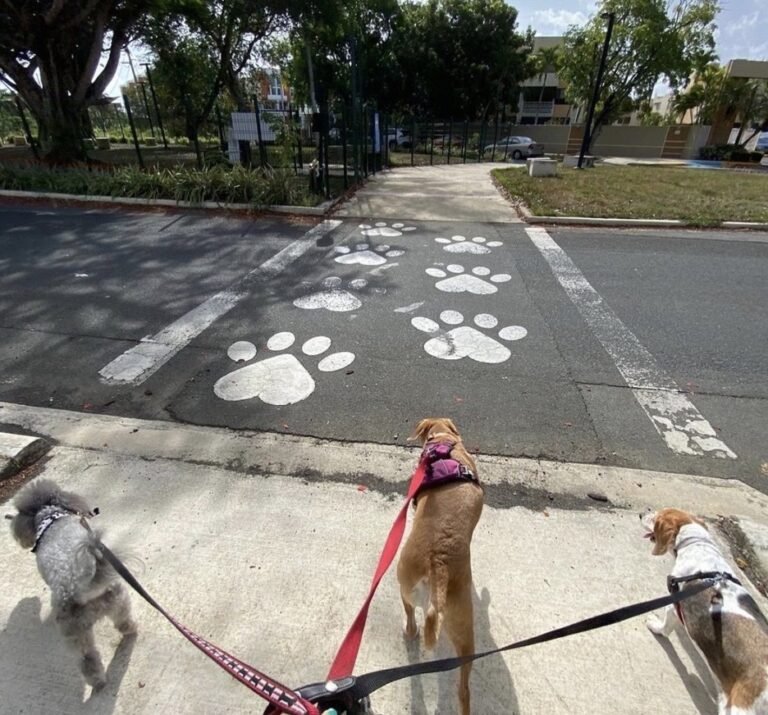 Best Dog Parks in Puerto Rico for 2023 Roam Puerto Rico